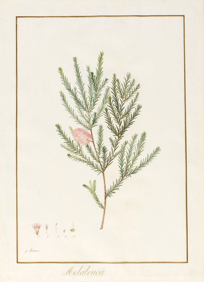 Melaleuca, including Five Studies of the Bloom by Pancrace Bessa